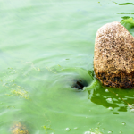 All About Plankton Properties Benefits And Use In The Kitchen