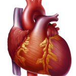 Rest Can Reverse The Effects Of Heart Failure