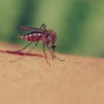 How To Protect The Child From Mosquito Bites?